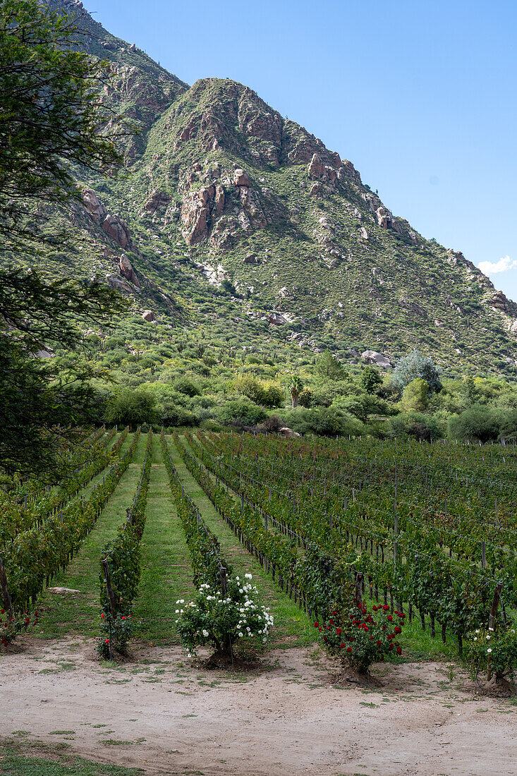 Grape vines at the Bodega and Finca las Nubes, a winery and vineyard near Cafayate, Argentina.