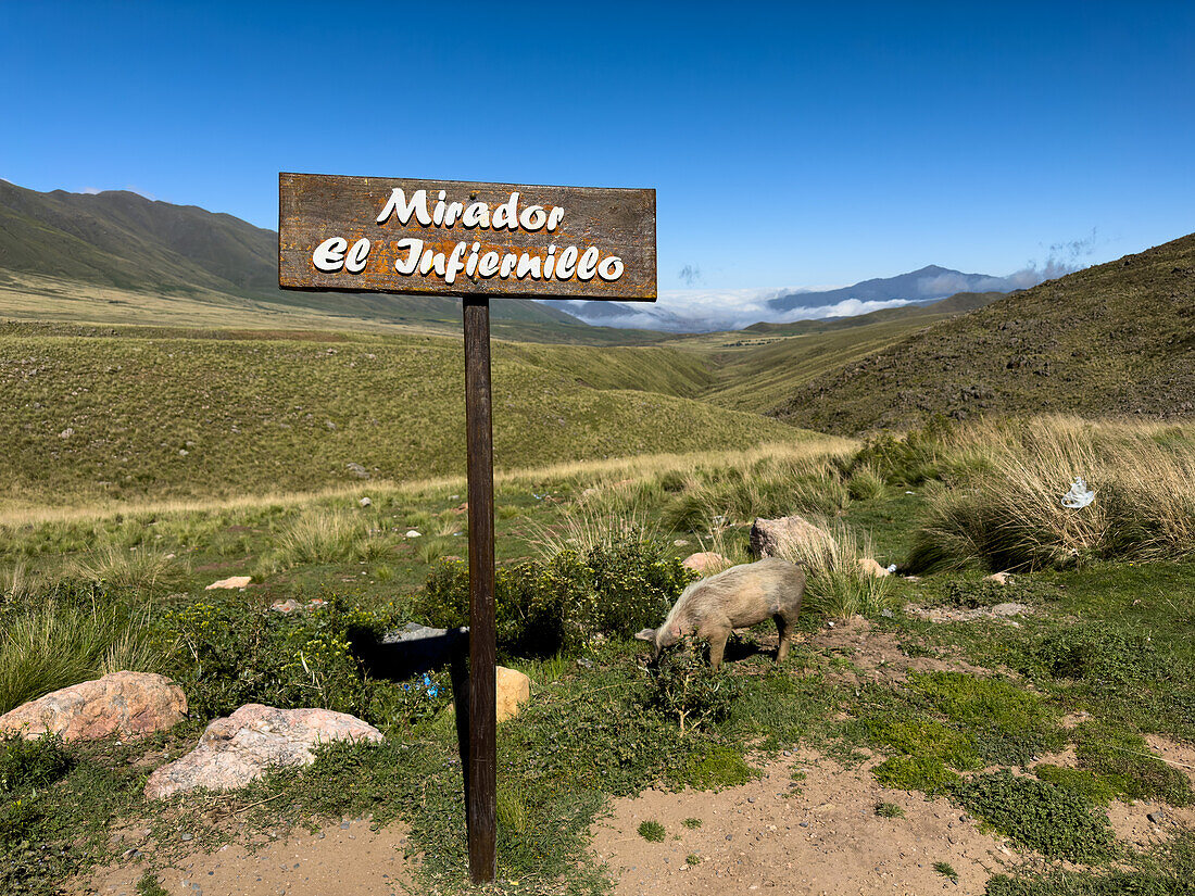 Ein Schild für den Mirador El Infernillo, der das Tafí-Tal in Argentinien überblickt. Ein Schwein hütet hinter dem Schild