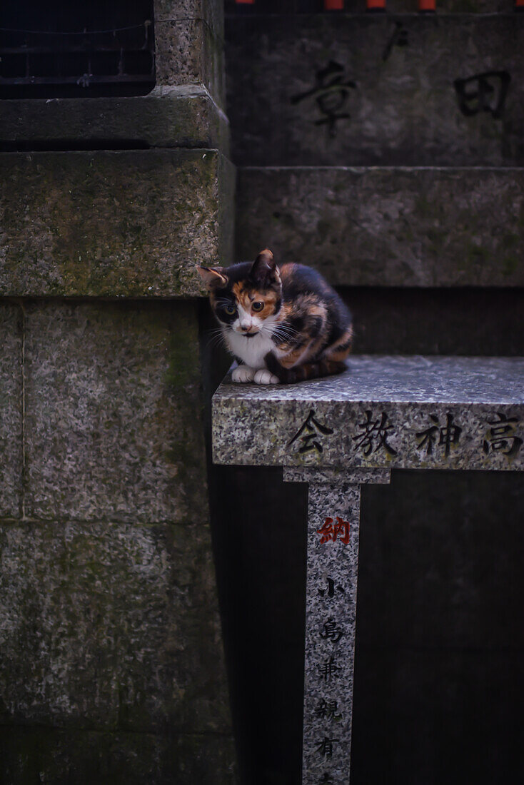 Erkundung des Fushimi Inari Taisha-Tempels bei Nacht, Kyoto, Japan