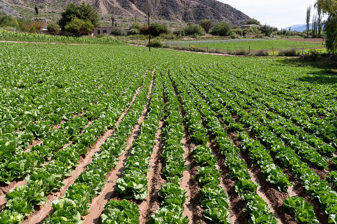 A field of lettuce growing on a farm in the Humahuaca Valley or Quebrada de Humahuaca in Argentina.