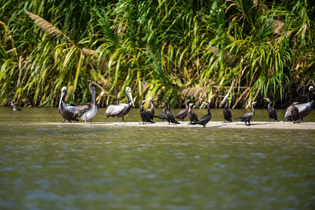 Braune Pelikane im Fluss Don Diego, Santa Marta, Kolumbien