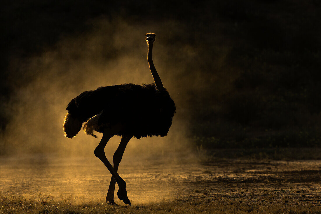 Strauß (Struthio camelus), Kgalagadi Transfrontier Park, Nordkap, Südafrika