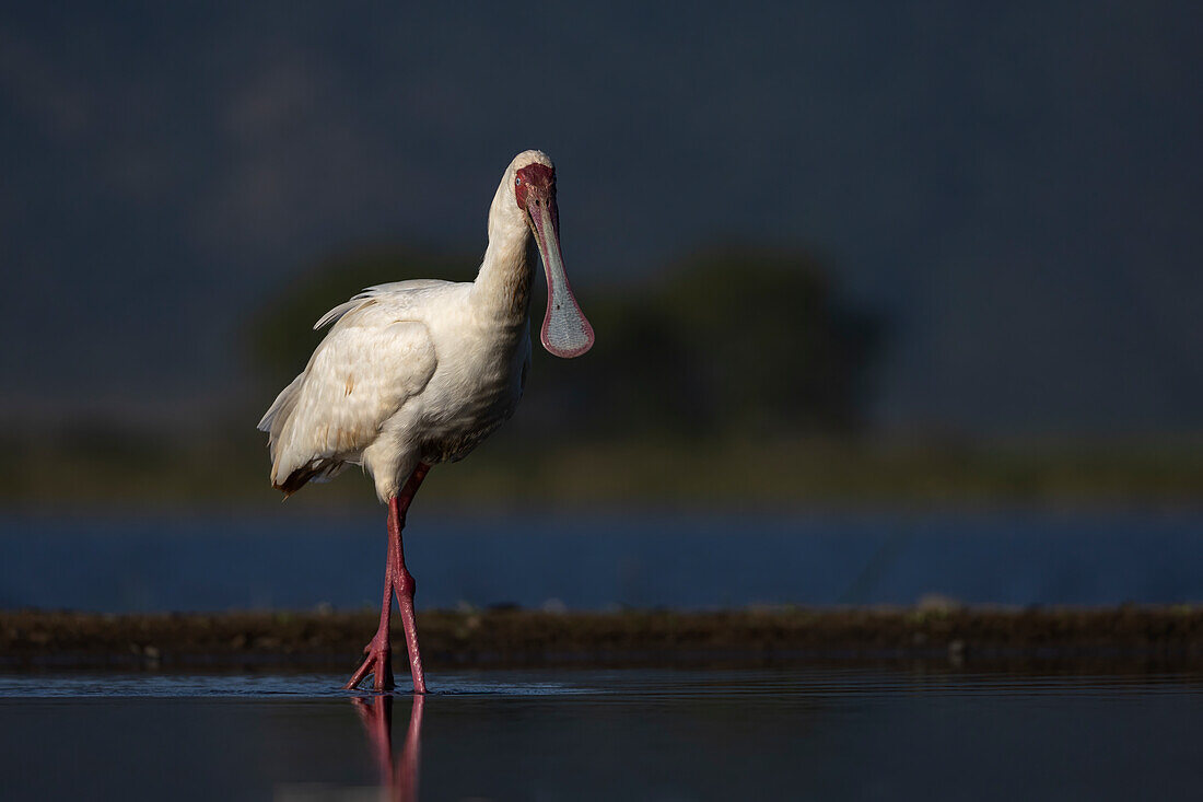 African spoonbill (Platalea alba), Zimanga game reserve, South Africa, Africa