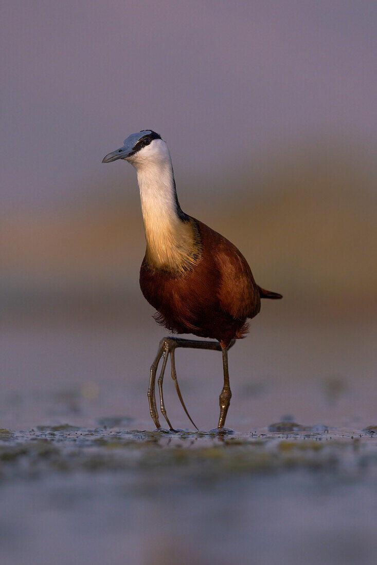 Afrikanischer Jacana (Actophilornis africanus), Zimanga Wildreservat, Südafrika, Afrika