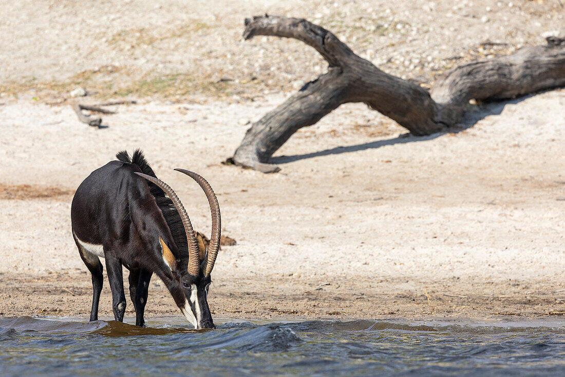 Rappenantilope (Hippotragus niger) beim Trinken, Chobe-Nationalpark, Botsuana, Afrika