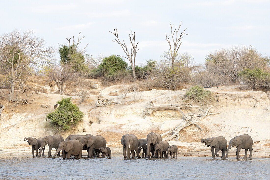 Elefant (Loxodonta africana) trinkt im Chobe-Fluss, Chobe-Nationalpark, Botsuana, Afrika