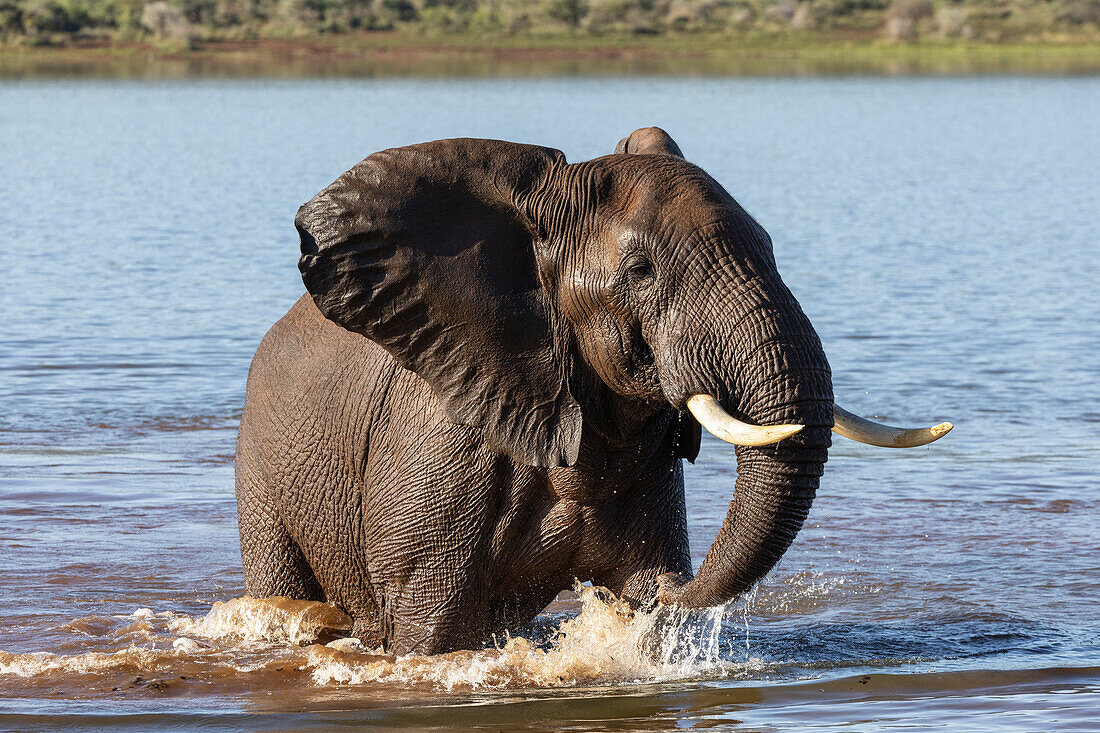 Elefant (Loxodonta africana), Zimanga Private Game Reserve, Südafrika, Afrika