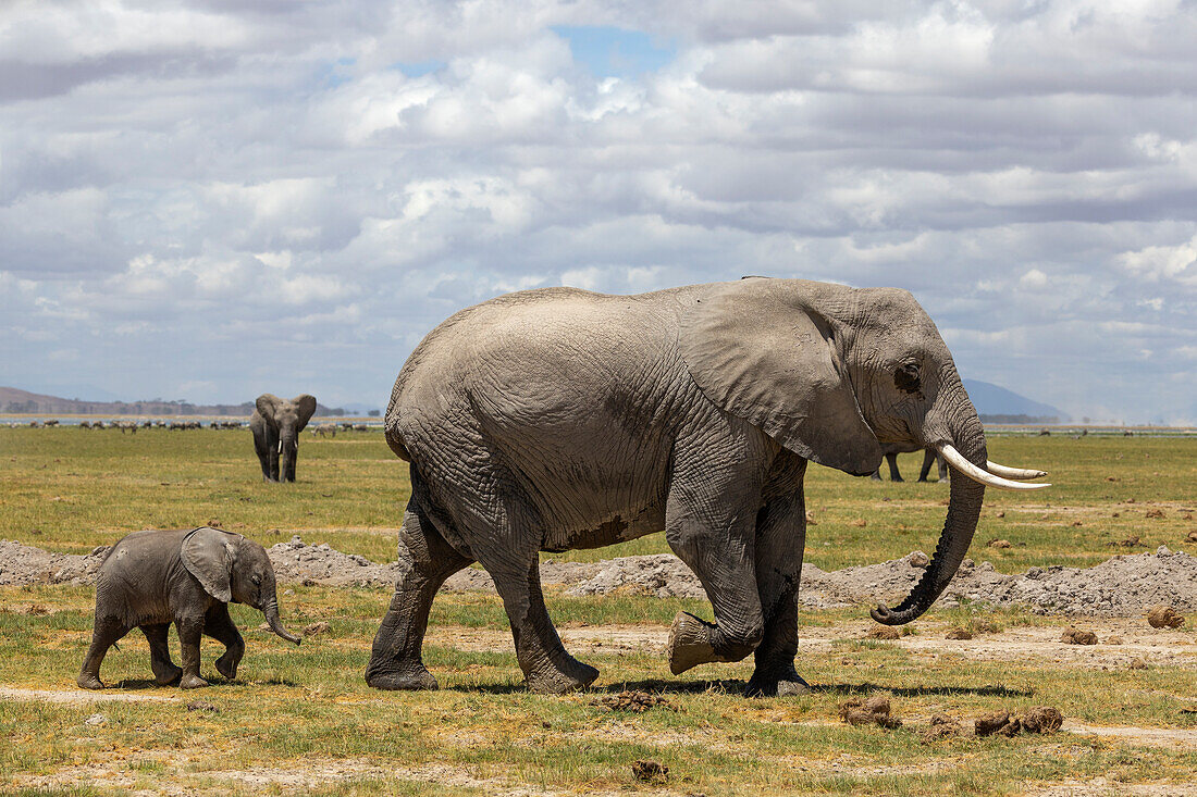 Elefant (Loxodonta africana) und Kalb, Amboseli-Nationalpark, Kenia, Ostafrika, Afrika