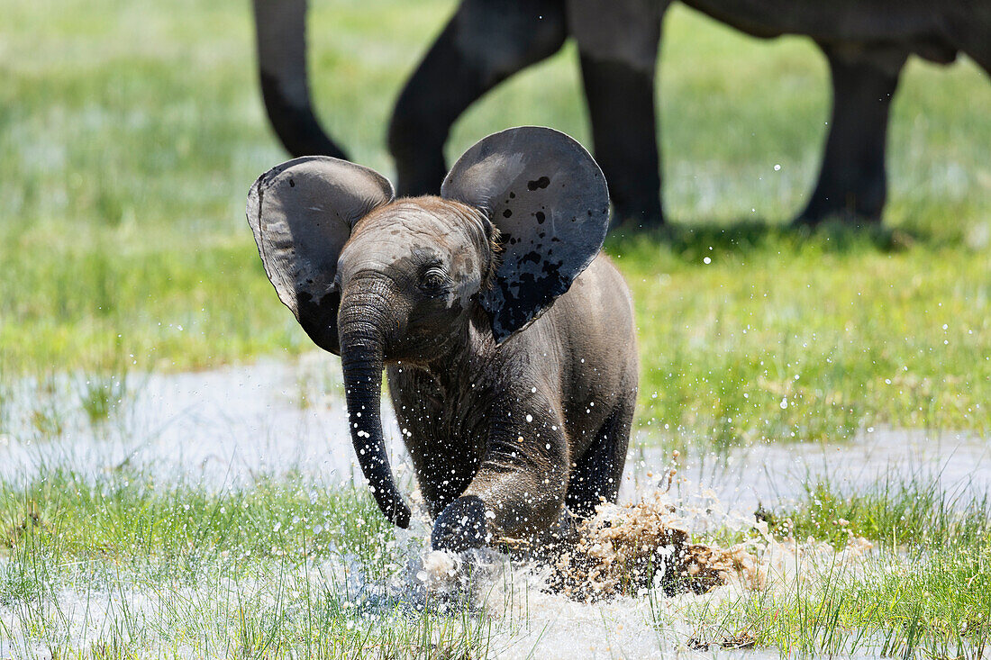 Elefantenkalb (Loxodonta africana), Amboseli-Nationalpark, Kenia, Ostafrika, Afrika