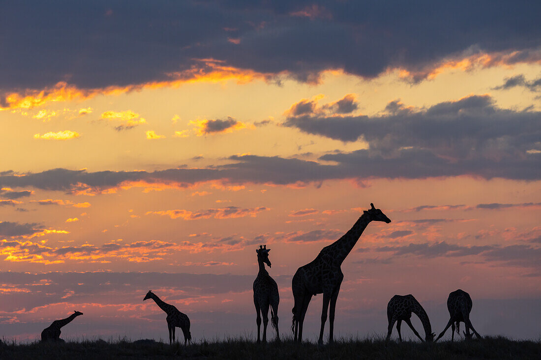 Giraffen (Giraffa camelopardalis) bei Sonnenuntergang, Chobe-Nationalpark, Botsuana, Afrika