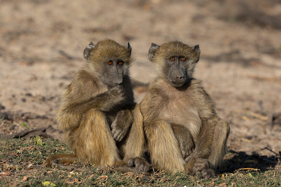 Chacma baboons (Papio ursinus), Chobe National Park, Botswana, Africa