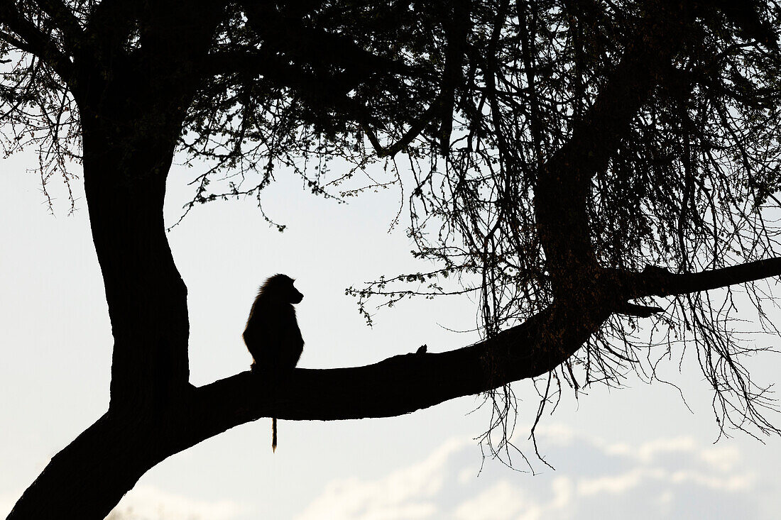 Olive baboon (Papio anubis), Shompole, Kenya, East Africa, Africa