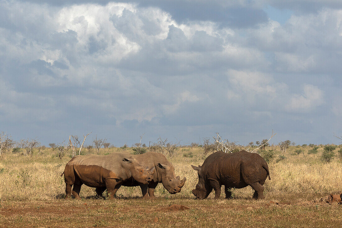 White rhino (Ceratotherium simum) bulls in confrontation, Zimanga private game reserve, KwaZulu-Natal, South Africa, Africa