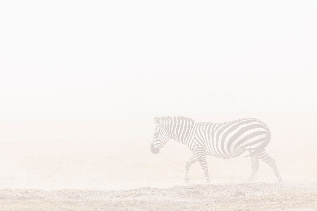 Plains zebra (Equus quagga) in dust storm, Amboseli National Park, Kenya, East Africa, Africa