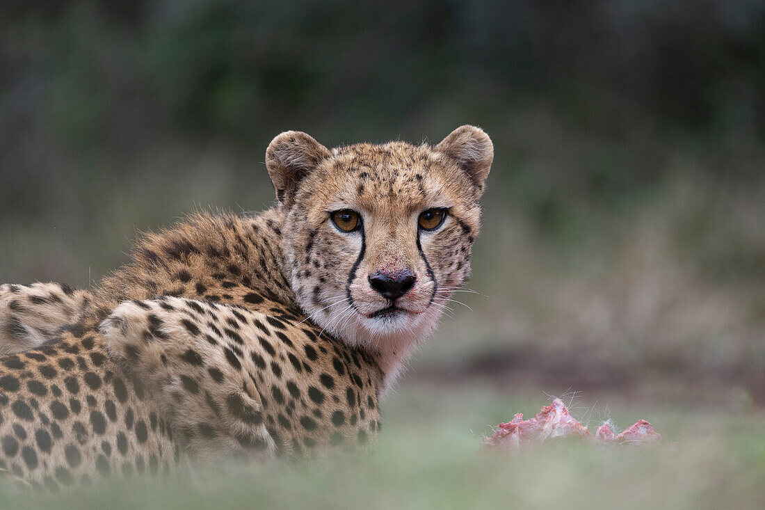 Cheetah (Acinonyx jubatus) on kill, Zimanga private game reserve, KwaZulu-Natal, South Africa, Africa