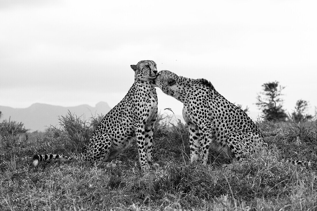 Cheetah (Acinonyx jubatus) allogrooming, Zimanga private game reserve, KwaZulu-Natal, South Africa, Africa