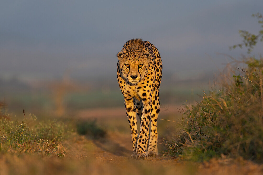 Gepard (Acinonyx jubatus), Zimanga privates Wildreservat, KwaZulu-Natal, Südafrika, Afrika