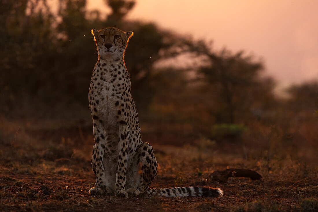 Gepard (Acinonyx jubatus), Zimanga privates Wildreservat, KwaZulu-Natal, Südafrika, Afrika