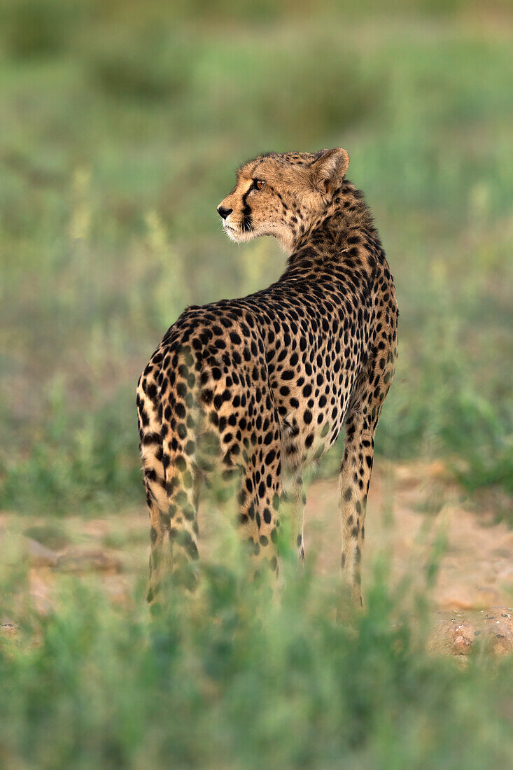 Cheetah (Acinonyx jubatus), Kgalagadi Transfrontier Park, Northern Cape, South Africa, Africa