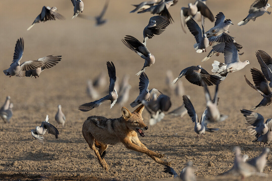 Black-backed jackal (Lupulella mesomelas) chasing ring-neck doves, Kgalagadi Transfrontier Park, Northern Cape, South Africa, Africa