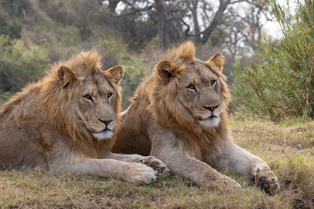 Lion (Panthera leo) brothers, Zimanga private game reserve, KwaZulu-Natal, South Africa, Africa