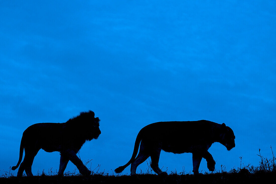 Lions (Panthera leo), Zimanga private game reserve, KwaZulu-Natal, South Africa, Africa