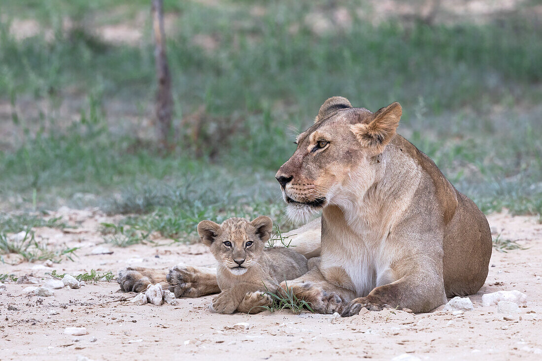 Lioness (Panthera leo) with cub, Kgalagadi Transfrontier Park, Northern Cape, South Africa, Africa