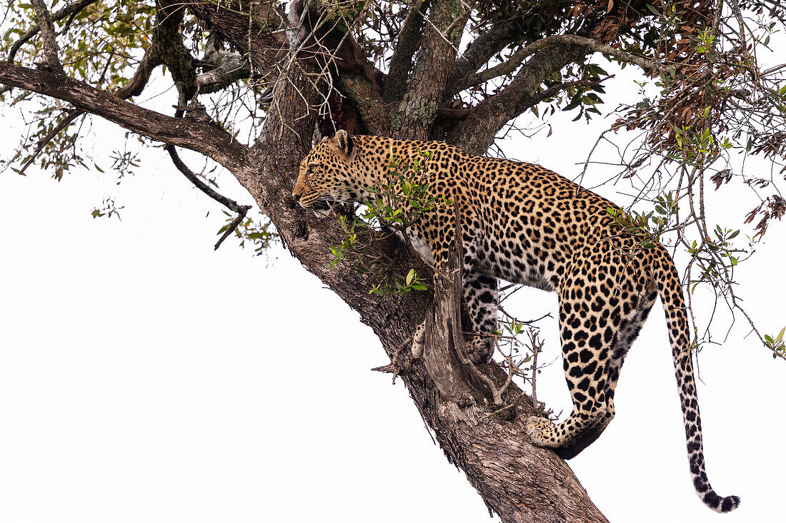 Leopard (Panthera pardus), Masai Mara, Kenia, Ostafrika, Afrika