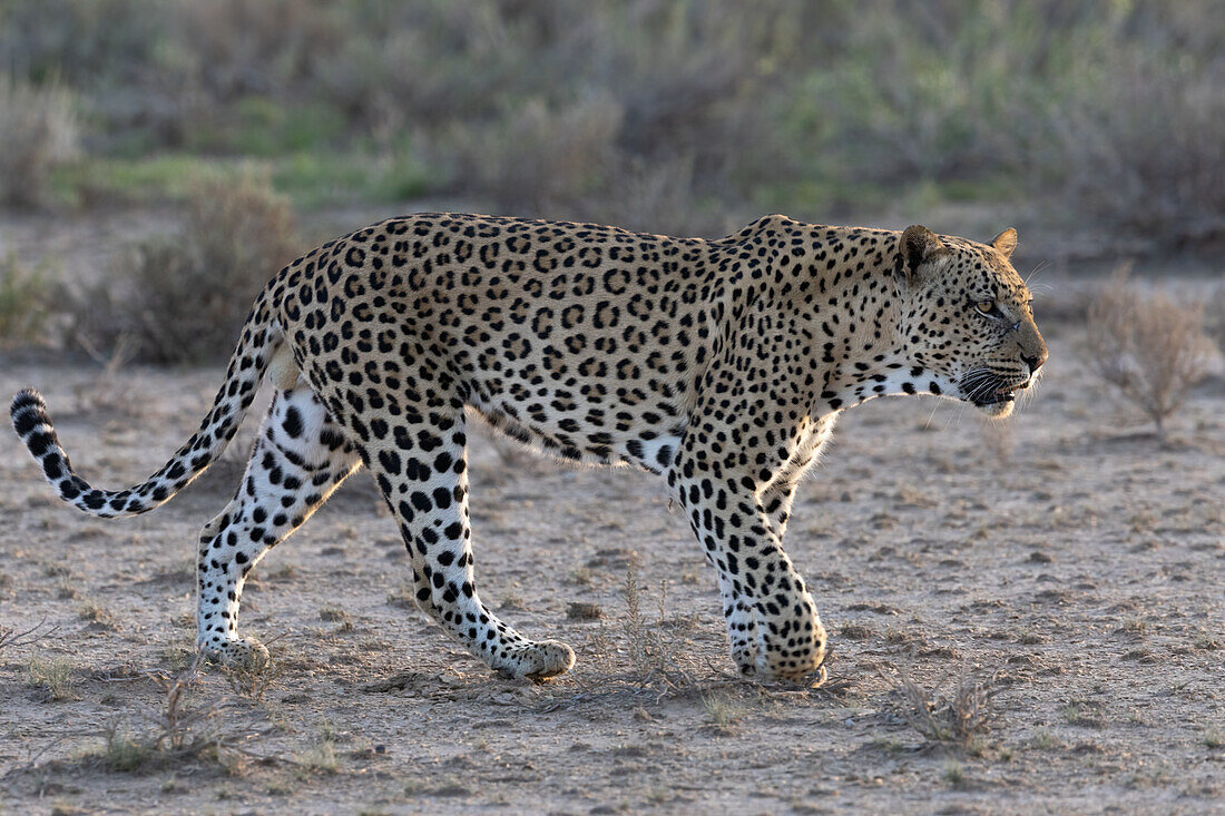 Leopard (Panthera pardus) male, Kgalagadi Transfrontier Park, Northern Cape, South Africa, Africa