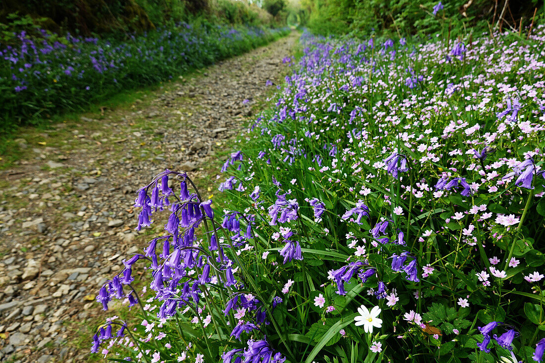 Blauglocken, Dartmoor, England, Vereinigtes Königreich, Europa