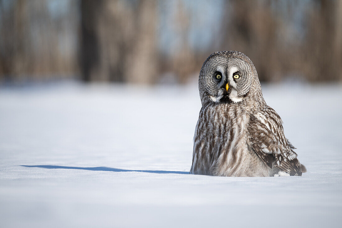 Steinkauz (Strix nebulosa) auf dem Schnee, Finnland, Europa