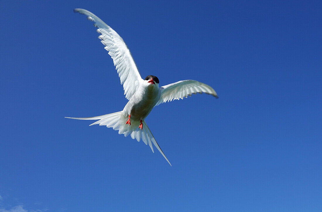 Tern in flight, Farne Islands, Northumberland, England, United Kingdom, Europe