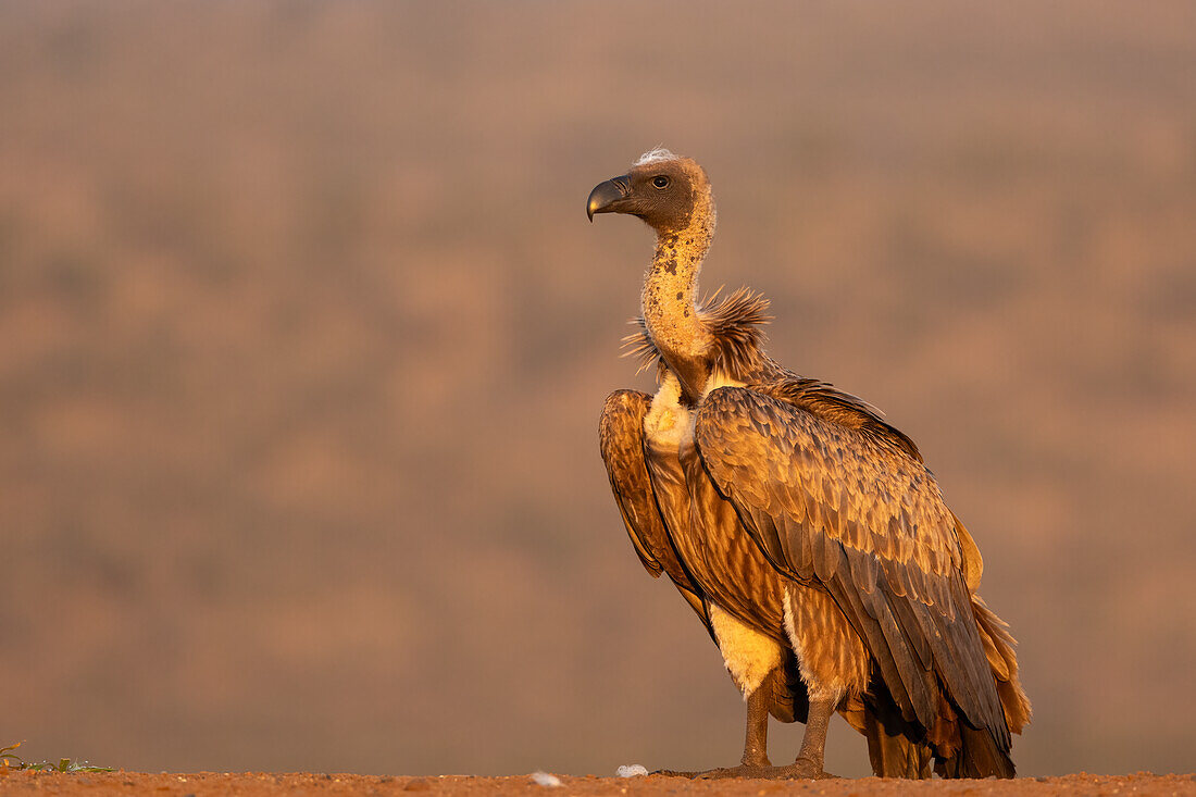 Weißrückengeier (Gyps africanus), Zimanga private game reserve, KwaZulu-Natal, Südafrika, Afrika