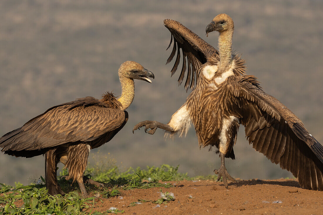 Weißrückengeier (Gyps africanus) im Kampf, Zimanga private game reserve, KwaZulu-Natal, Südafrika, Afrika