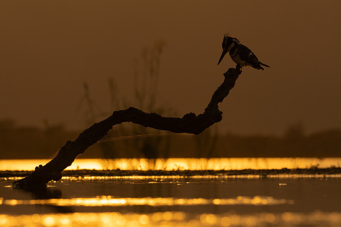 Pied kingfisher (Ceryle rudis), Zimanga game reserve, South Africa, Africa