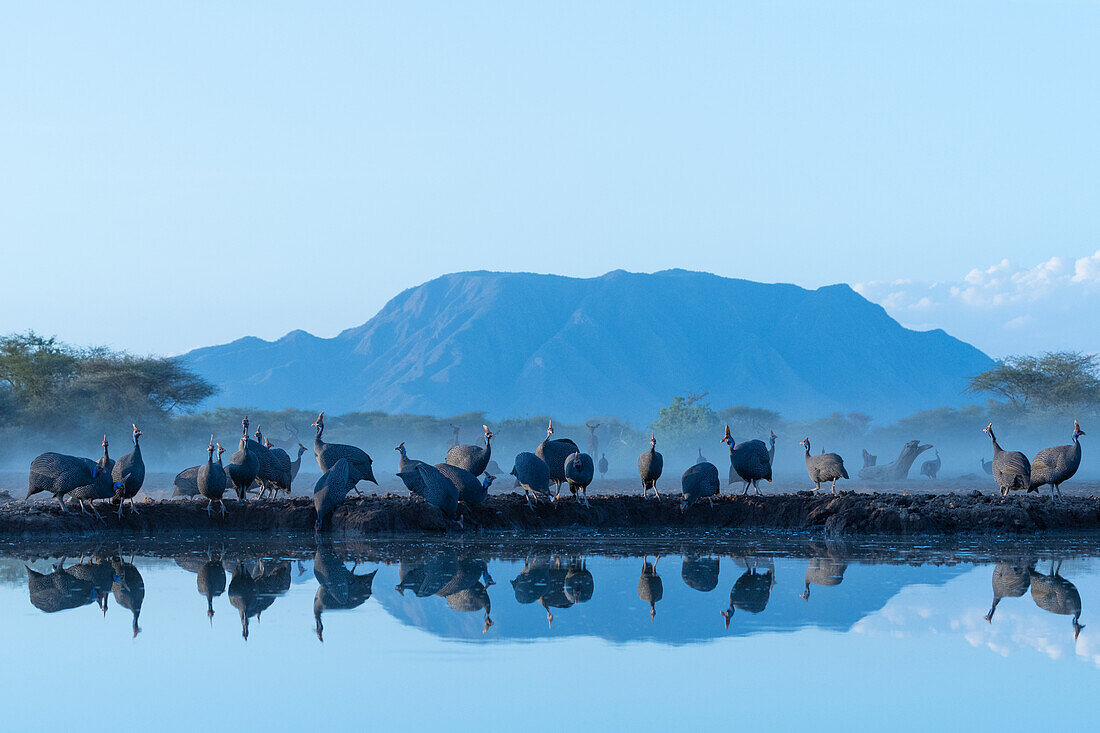 Helmeted guineafowl (Numida meleagris) at water, Shompole, Kenya, East Africa, Africa