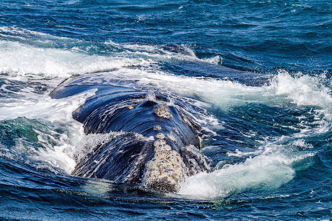 Southern right whale (Eubalaena australis) adult female surfacing head on in Puerto Pyramides, Golfo Nuevo, Argentina, South America