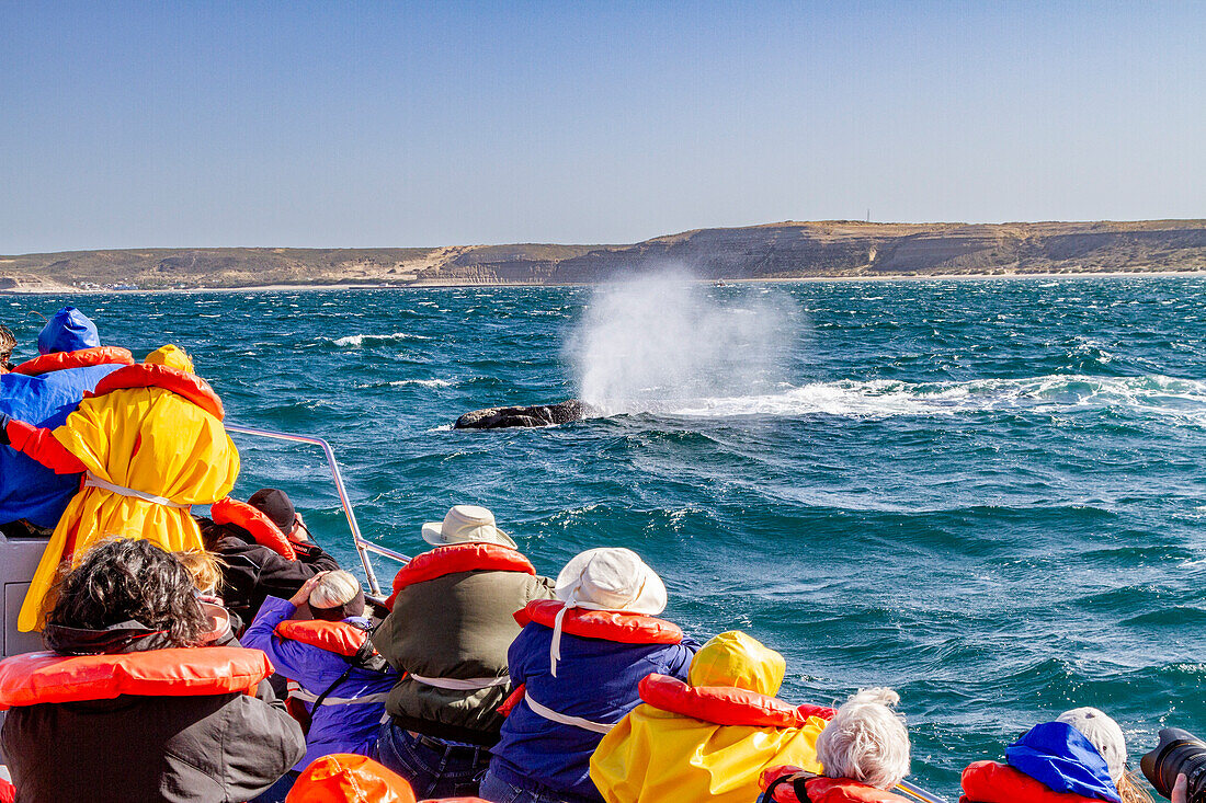 Southern right whale (Eubalaena australis) mother surfacing near whale watching boat in Argentina, South America