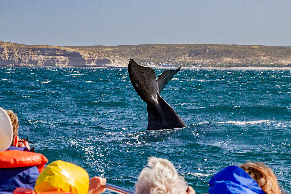 Südlicher Glattwal (Eubalaena australis) taucht mit aufgestellter Fluke in der Nähe eines Walbeobachtungsboots in Puerto Pyramides, Argentinien, Südamerika