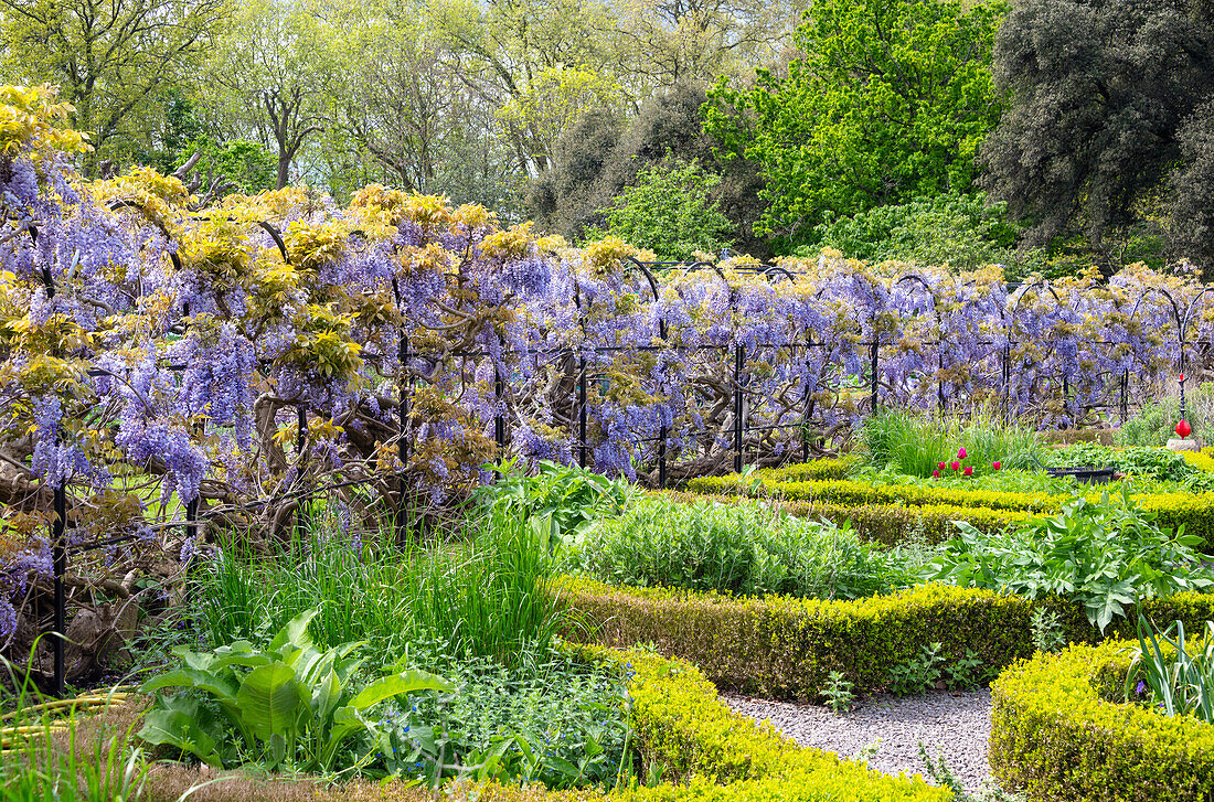 Wisteria in the walled garden of Fulham Palace, London, England, United Kingdom, Europe