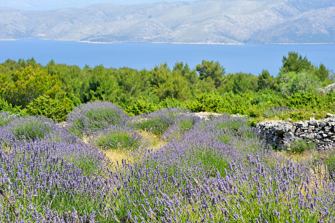 Lavender field in the area around Velo Grablje, Hvar island, Croatia, Southeast Europe