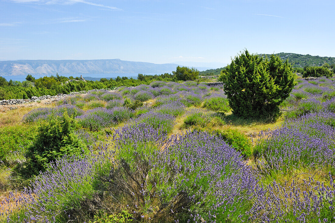 Lavendelfeld in der Umgebung von Velo Grablje, Insel Hvar, Kroatien, Südosteuropa