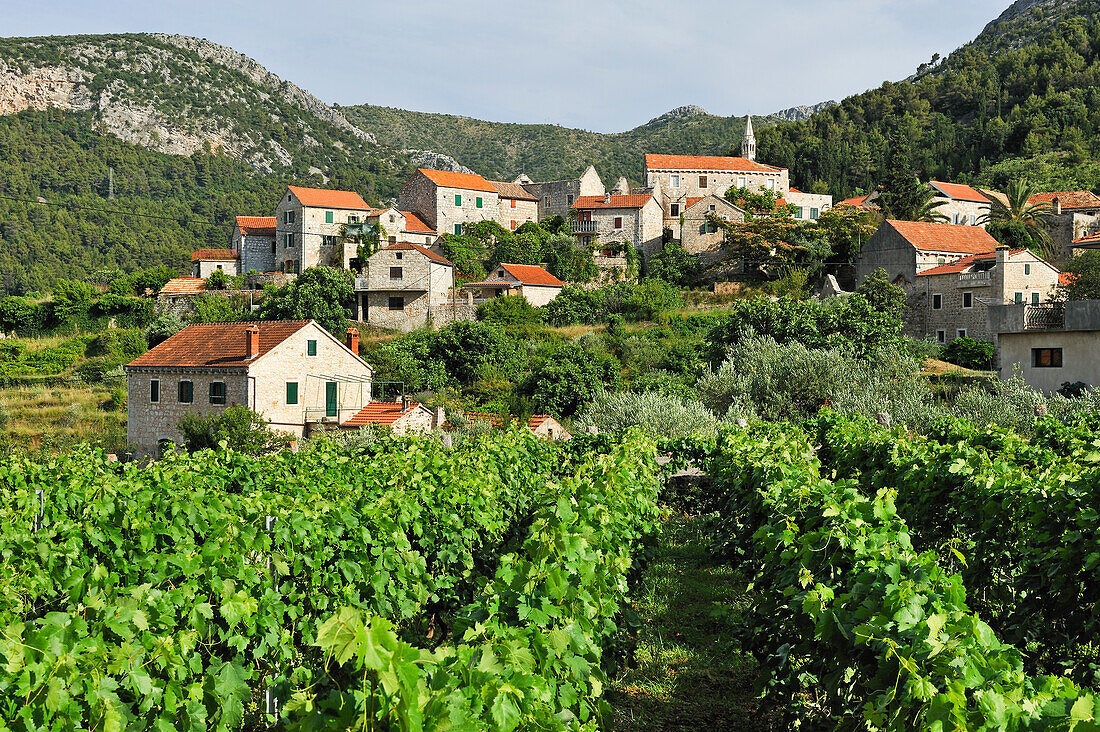 Vineyard and village of Pitve, Hvar island, Croatia, Southeast Europe