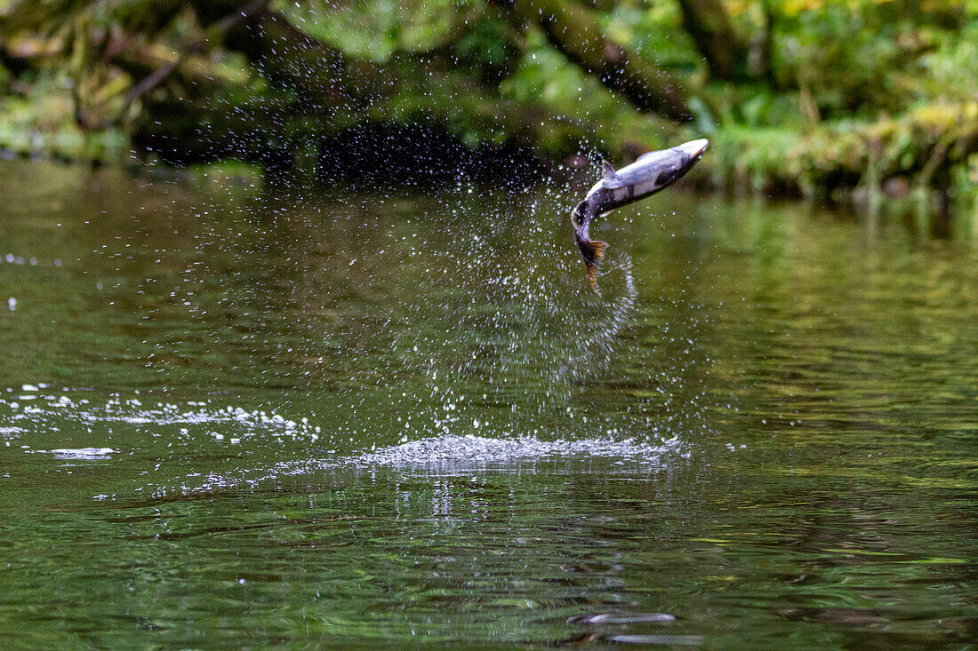 Leaping pink salmon (Oncorhynchus gorbuscha) gathering to spawn at Lake Eva on Chichagof Island, Alaska, United States of America, North America