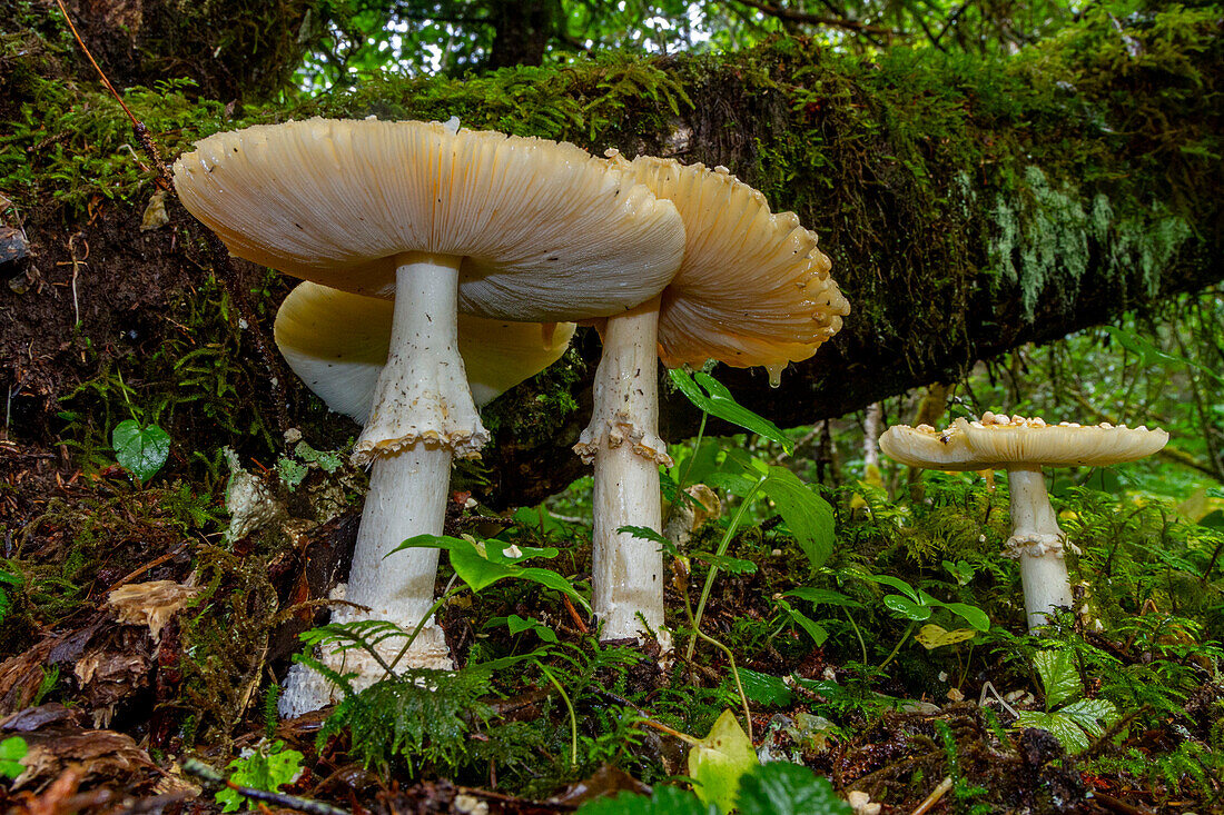 Pilze wachsen im Tongass National Forest im Südosten Alaskas, Pazifischer Ozean, Vereinigte Staaten von Amerika, Nordamerika