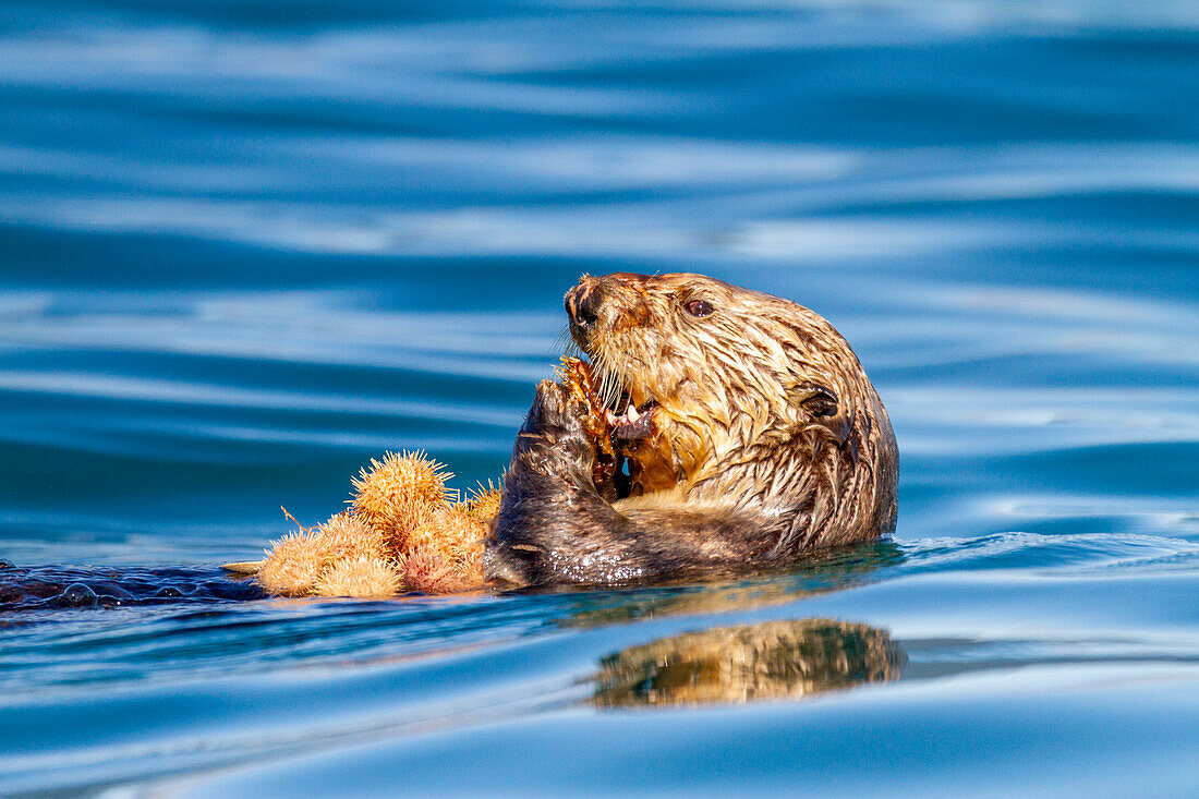 Ausgewachsener weiblicher Seeotter (Enhydra lutris kenyoni), der Seeigel frisst, die er vom Meeresboden aufgesammelt hat, im Inian Pass, südöstliches Alaska, Pazifischer Ozean, Vereinigte Staaten von Amerika, Nordamerika