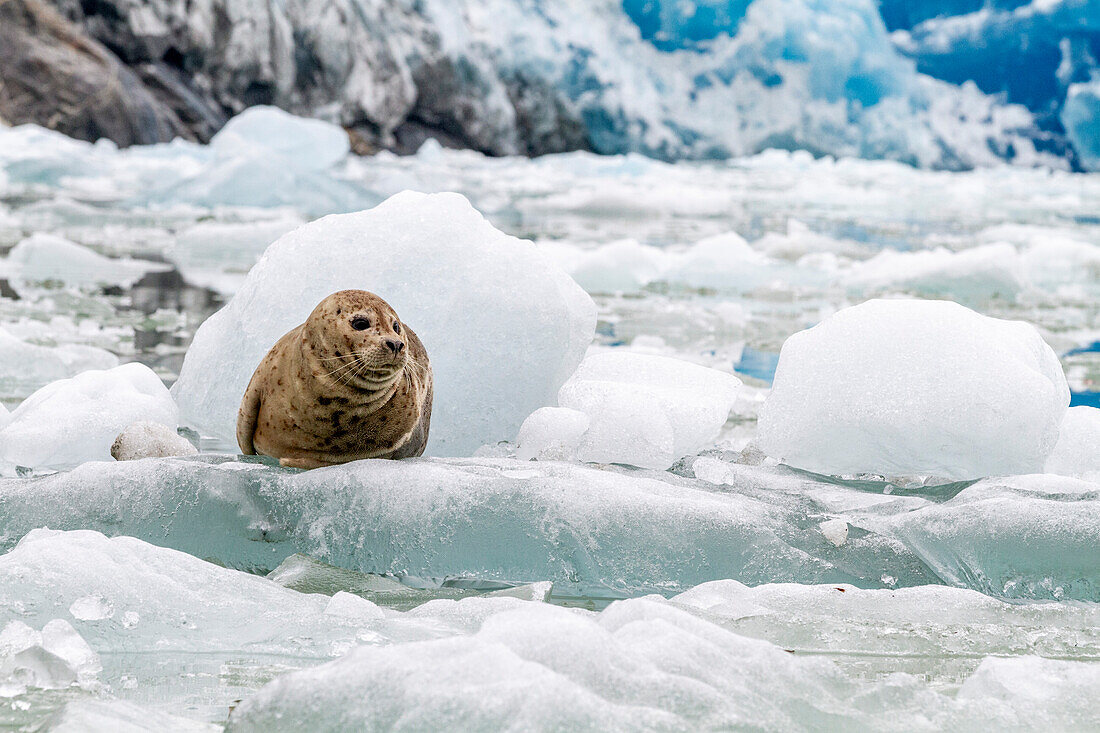 Hafenrobbe (Phoca vitulina) auf dem Eis des Südsawyer-Gletschers, Südost-Alaska, Vereinigte Staaten von Amerika, Nordamerika