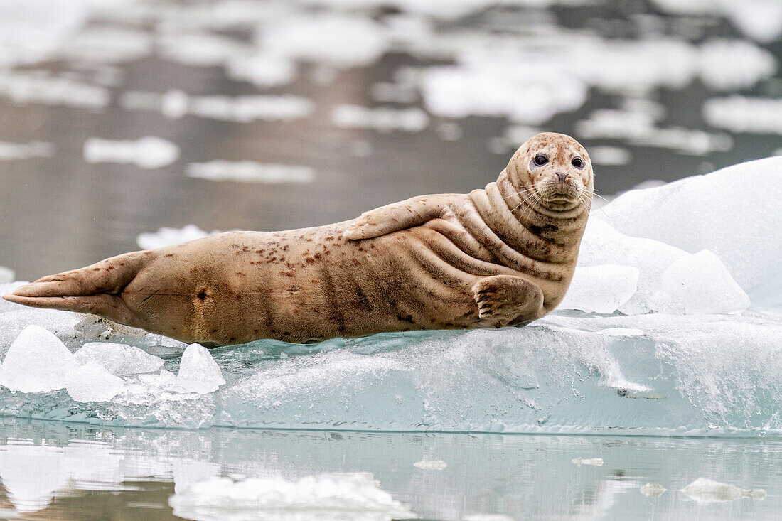 Harbor seal (Phoca vitulina) hauled out on ice calved from South Sawyer Glacier, Southeast Alaska, United States of America, North America