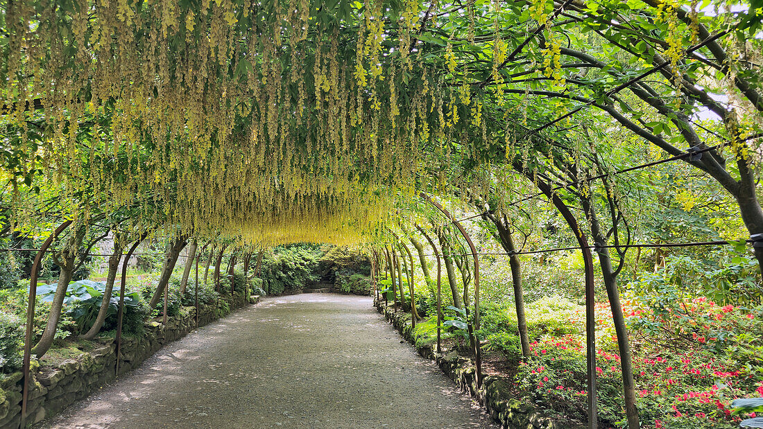 Laburnum Grove, Bodnant Gardens, Conwy, Wales, Vereinigtes Königreich, Europa