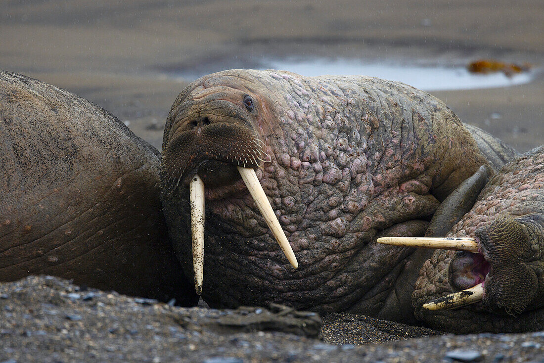 Walrus lying down on a rainy day, Svalbard and Jan Mayen, Norway, Polar Regions